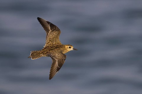 Pacific Golden Plover (Pluvialis fulva) flying, Oman