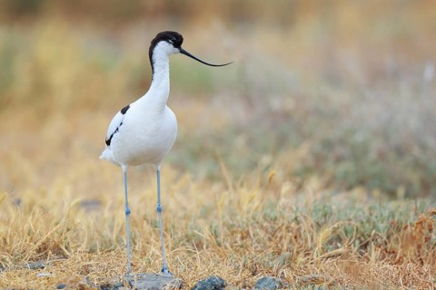 Pied Avocet (Recurvirostra avosetta), Lesvos, Greece