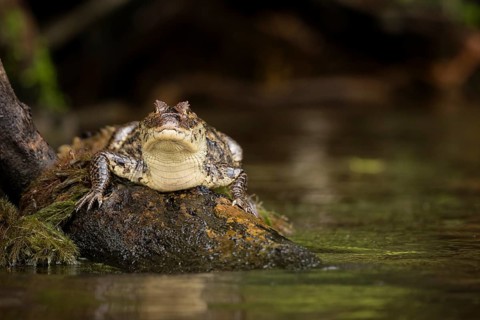 A Spectacled Caiman in Costa Rica's Tortuguero National Park