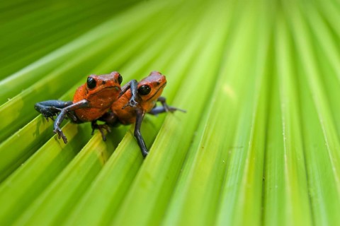 Strawberry poison frog (Oophaga pumilio), Costa Rica