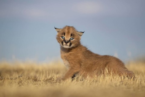 Caracal (Caracal caracal) cub playing, Castile-La Mancha, Spain
