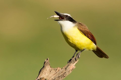 Great Kiskadee (Pitangus sulphuratus) feeding on fish, Texas, USA