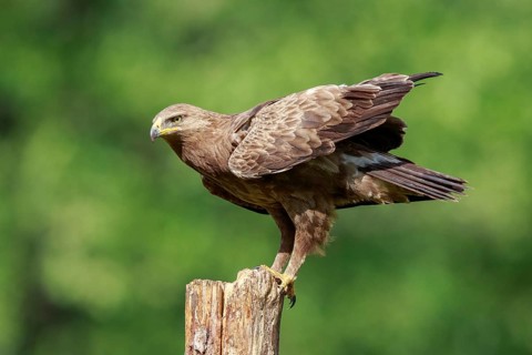 Lesser Spotted Eagle (Clanga pomarina) perched on a pale, Poland