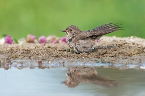 Spotted Flycatcher (Muscicapa striata) at waterhole, Aosta Valley, Italy
