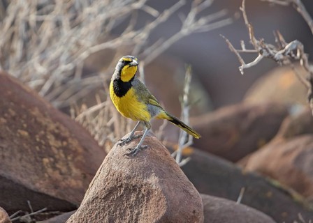 Bokmakierie (Telophorus zeylonus) perched on a rock, Namibia