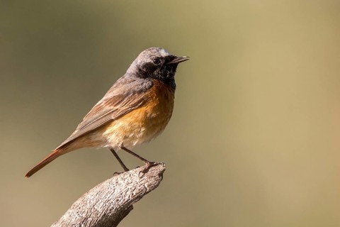 Common Redstart (Phoenicurus phoenicurus) male, Romania