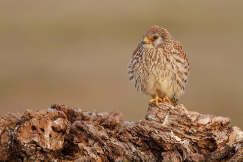 Lesser Kestrel (Falco naumanni), female resting, Castile-La Mancha, Spain