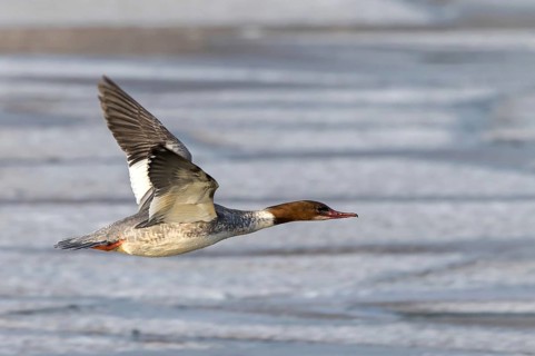 Common Merganser (Mergus merganser) female flying, Mecklenburg-Western Pomerania, Germany