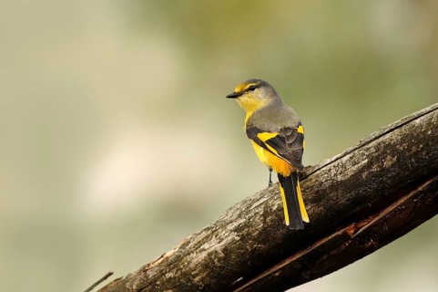 Long-tailed Minivet (Pericrocotus ethologus) female, Uttarakhand, India