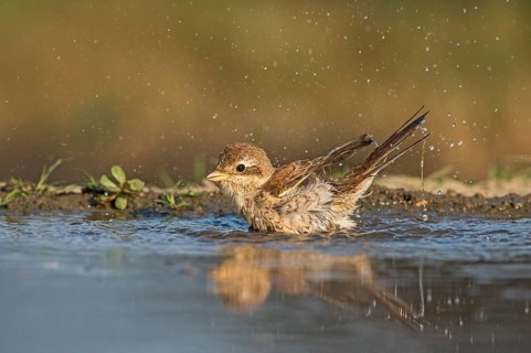 Red-backed Shrike (Lanius collurio) juvenile bathing, Aosta Valley, Italy