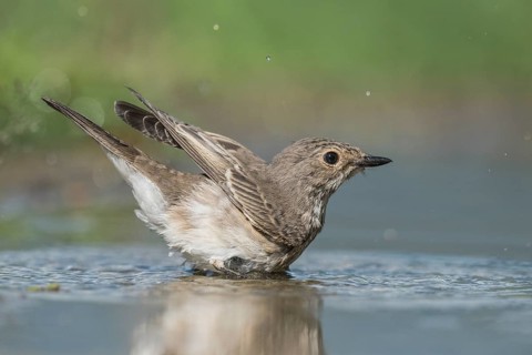Spotted Flycatcher (Muscicapa striata) bathing, Aosta Valley, Italy