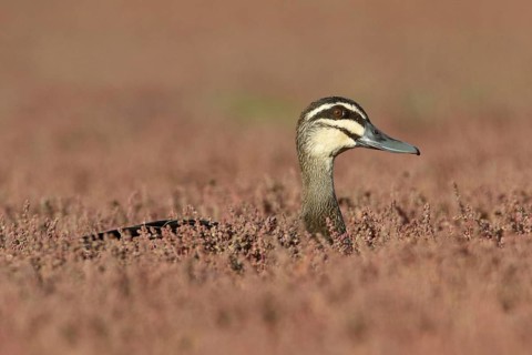 Pacific Black Duck (Anas superciliosa), Victoria, Australia