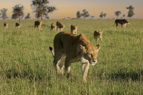 Löwe (Panthera leo), Löwenrudel mit Weibchen und Jungtieren durchstreifen zusammen die Savanne,