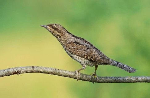 Eurasian Wryneck (Jynx torquilla) perched on a branch, Aosta Valley, Italy
