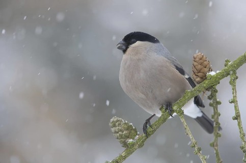 Eurasian Bullfinch (Pyrrhula pyrrhula) female, Saxony, Germany