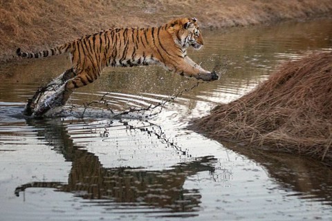 Bengal Tiger (Panthera tigris) adult jumping in waterhole, captive, Philippolis, South Africa