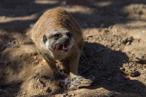 Meerkat (Suricata suricatta) feeding on killed sparrow with bird head in jaws, Castile-La Mancha,