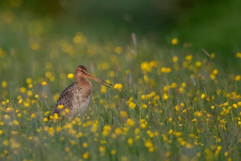 Black-tailed Godwit (Limosa limosa) calling on grassland with flowering meadow buttercup