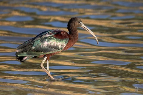 Glossy Ibis (Plegadis falcinellus) foraging, Queensland, Australia