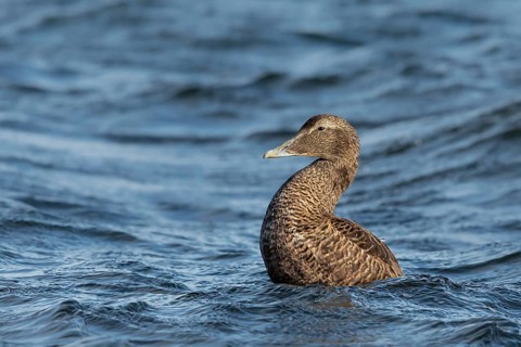 Common Eider (Somateria mollissima) female, Smaland, Sweden