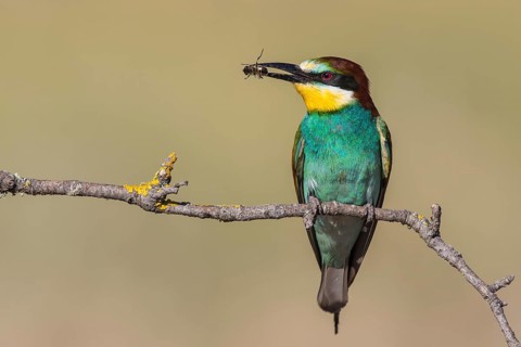 European Bee-eater (Merops apiaster) perched on a branch with an insect in its beak, Lesvos, Greece