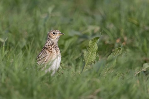 Eurasian Skylark (Alauda arvensis), Netherlands