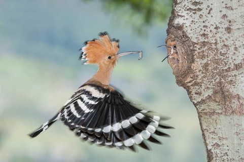 Eurasian Hoopoe (Upupa epops) feeding chick in nest hole, Aosta Valley, Italy