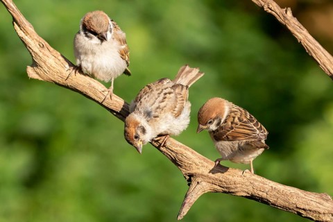 Eurasian Tree Sparrow (Passer montanus) juveniles perched on a branch, Lower Saxony, Germany