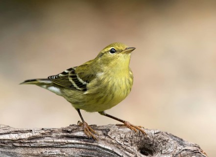 A fall plumage Blackpoll Warbler, Setophaga striata, perched in a wood near Saskatoon, Canada