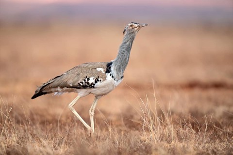 Kori Bustard (Ardeotis kori struthiunculus) male, Liben Plains, Ethiopia