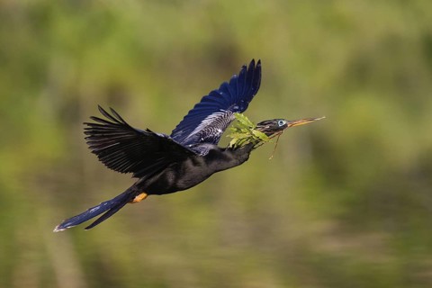 Anhinga (Anhinga anhinga) flying, Florida, USA