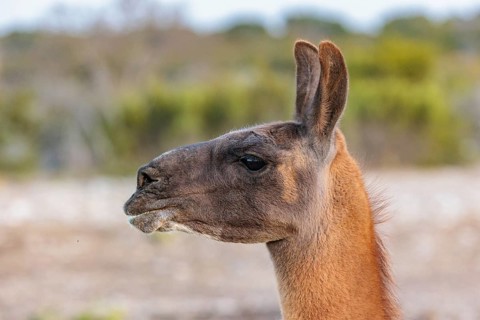Domesticated alpaca livestock helps to protect goats from predators on a ranch in Sonora, Texas,
