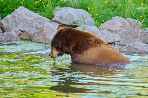 American Black Bear (Ursus americanus), enjoying the water of a pond surrounded by rocks and