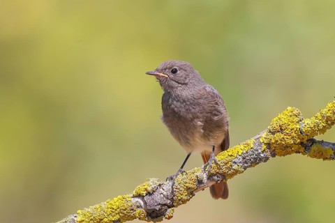 Redstart (Phoenicurus ochruros), fledgling sitting on a branch, wildlife, animals, birds, songbird,