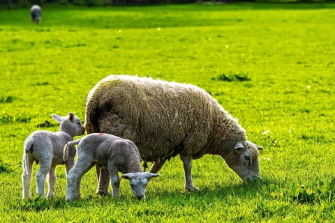 Sheep and farm in Lake District National Park, Coniston Water, Cumbria, England, United Kingdom