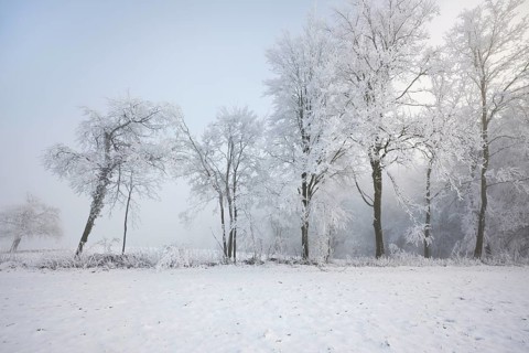 Shrubs and trees in hoarfrost and fog, Horben, Lindenberg, Freiamt, Canton Aargau, Switzerland