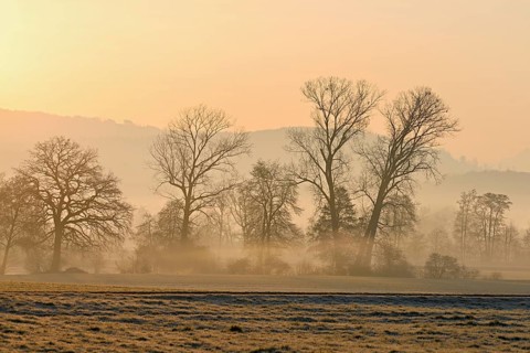 Meadows and trees in the early morning mist in the light of the rising sun, Reusstal, Aristau,