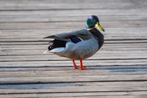 A mallard (Anas platyrhynchos) stands on a jetty at the Steinhuder Meer, animal photo, bird, bird
