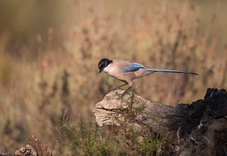 Blue magpie (Cyanopica cooki), Extremadura, Castilla La Mancha, Spain