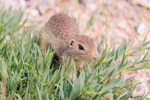 A young European ground squirrel (Spermophilus citellus) or European souslik stands on a gravel