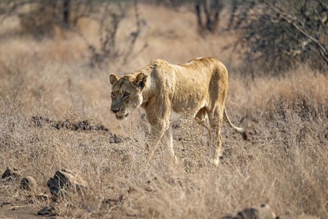 Lioness on the prowl, Kruger National Park, South Africa