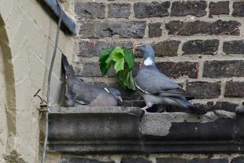 Bridal gifts... Wood pigeon (Columba palumbus), pigeons breed on the ledge of a church, a building,