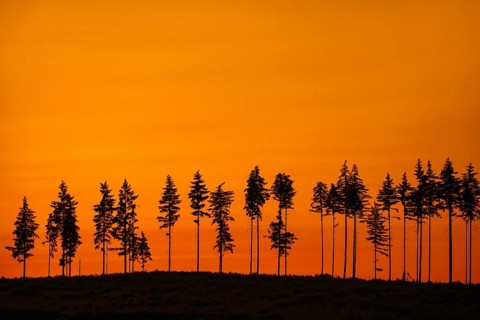 Deforestation showing few remaining spruce trees in coniferous clearcut forest, silhouetted against