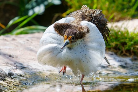 A bird with striking white plumage at the water's edge, ruff (Calidris pugnax, Syn.: Philomachus