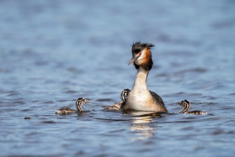 Great Crested Grebe (Podiceps Scalloped ribbonfish), with chicks, Vulkaneifel,