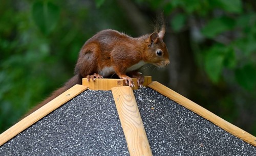 Eurasian red squirrel (Sciurus vulgaris), sitting on a bird feeder, Stuttgart, Baden-Württemberg,