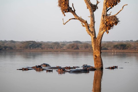 Hippos (Hippopatamus amphibius), group in the water in the morning light under a tree full of