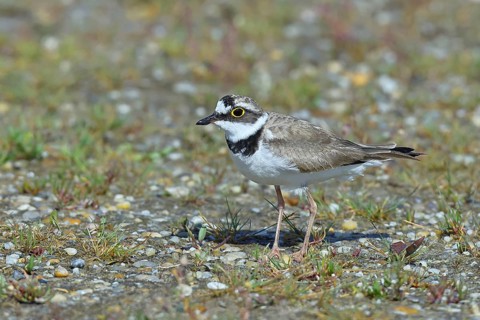 Little Ringed Plover (Charadrius dubius) adult bird standing on a gravel bank at the lakeshore,