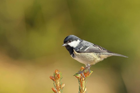 Fir tit (Parus ater), sitting on the top of a young spruce, European spruce (Picea abies),