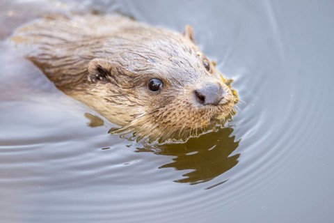 Eurasian otter (Lutra lutra) swimming in the water, Hesse, Germany